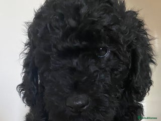 Miniature Poodle dogs Beautiful miniature poodles LAST FEMALE LEFT - Advert 3