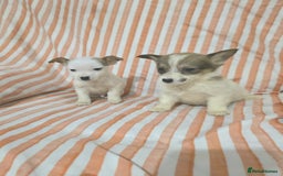 Jack Russell dogs for sale: Miniature jack Russell puppies  - Advert 7