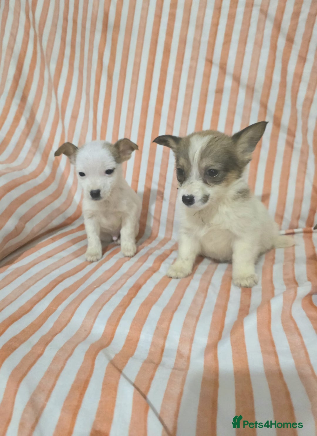 Jack Russell dogs for sale: Miniature jack Russell puppies  - Advert 7
