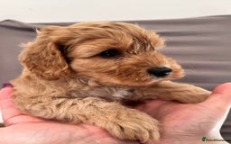 Cockapoo dogs for sale: Adorable Pappy Bread Cockapoo Puppies F2 - Image 30