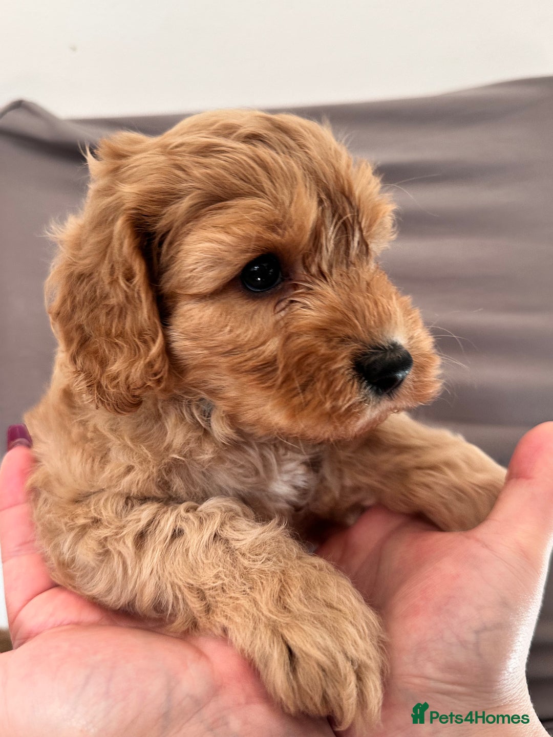 Cockapoo dogs for sale: Adorable Pappy Bread Cockapoo Puppies F2 - Image 30