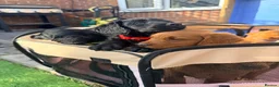 Labradoodle dogs for sale: Labradoodles  - Advert 17
