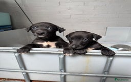 Mixed Breed dogs for sale: Bull cross puppies working parents  in Pontyclun - Image 2
