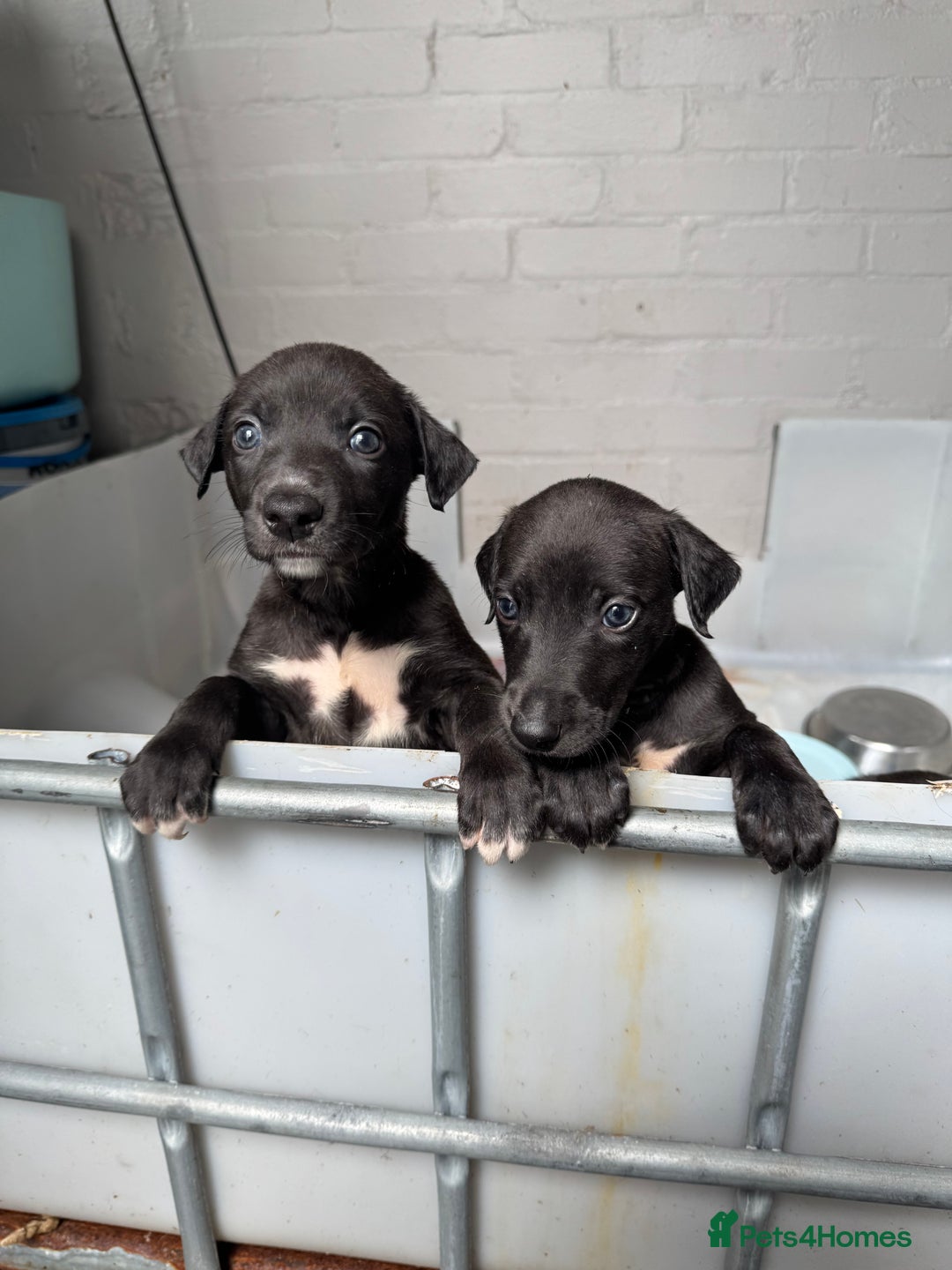 Mixed Breed dogs for sale: Bull cross puppies working parents  in Pontyclun - Image 2