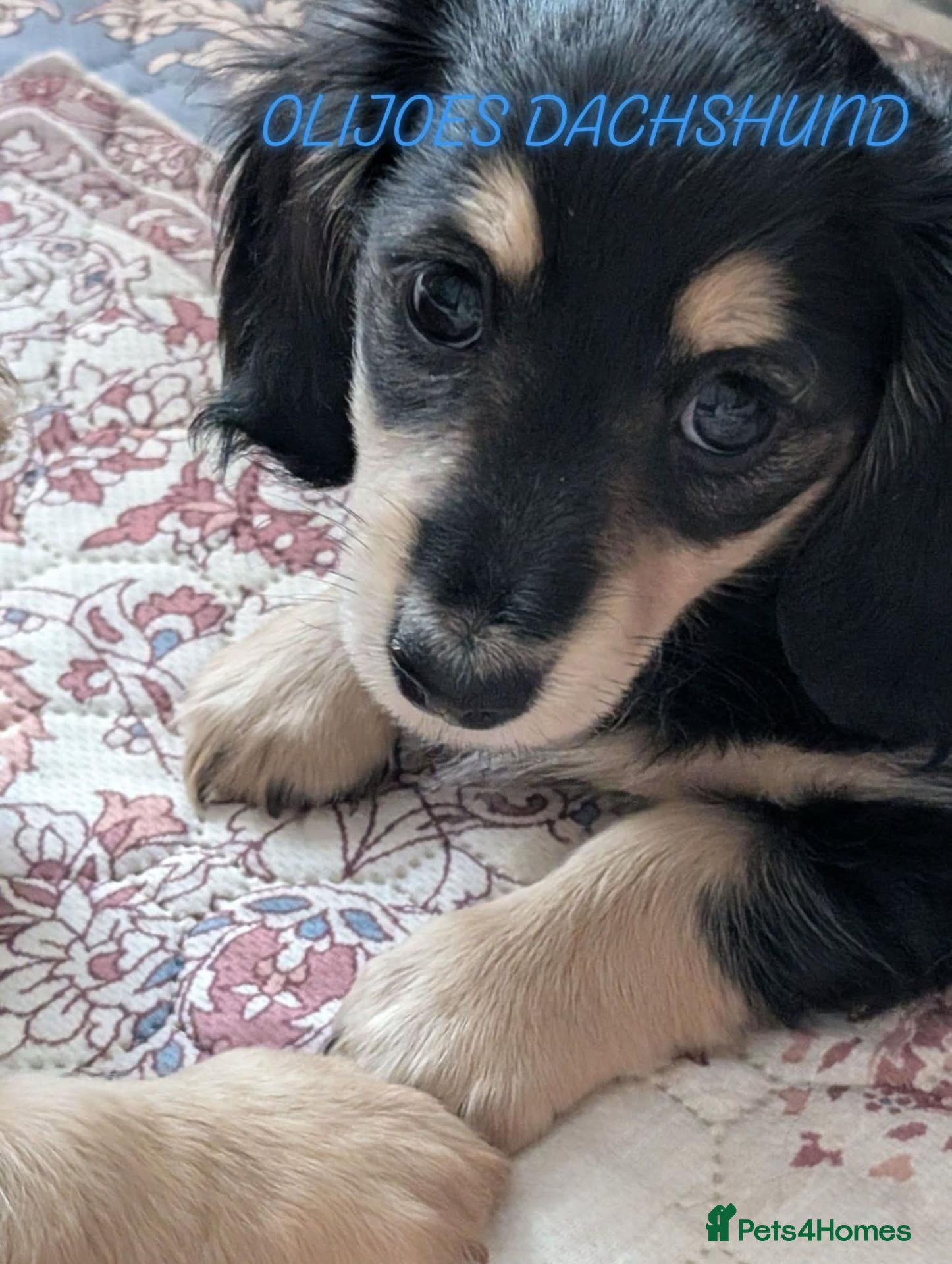Miniature Dachshund dogs Stunning last Girl  - Advert 1