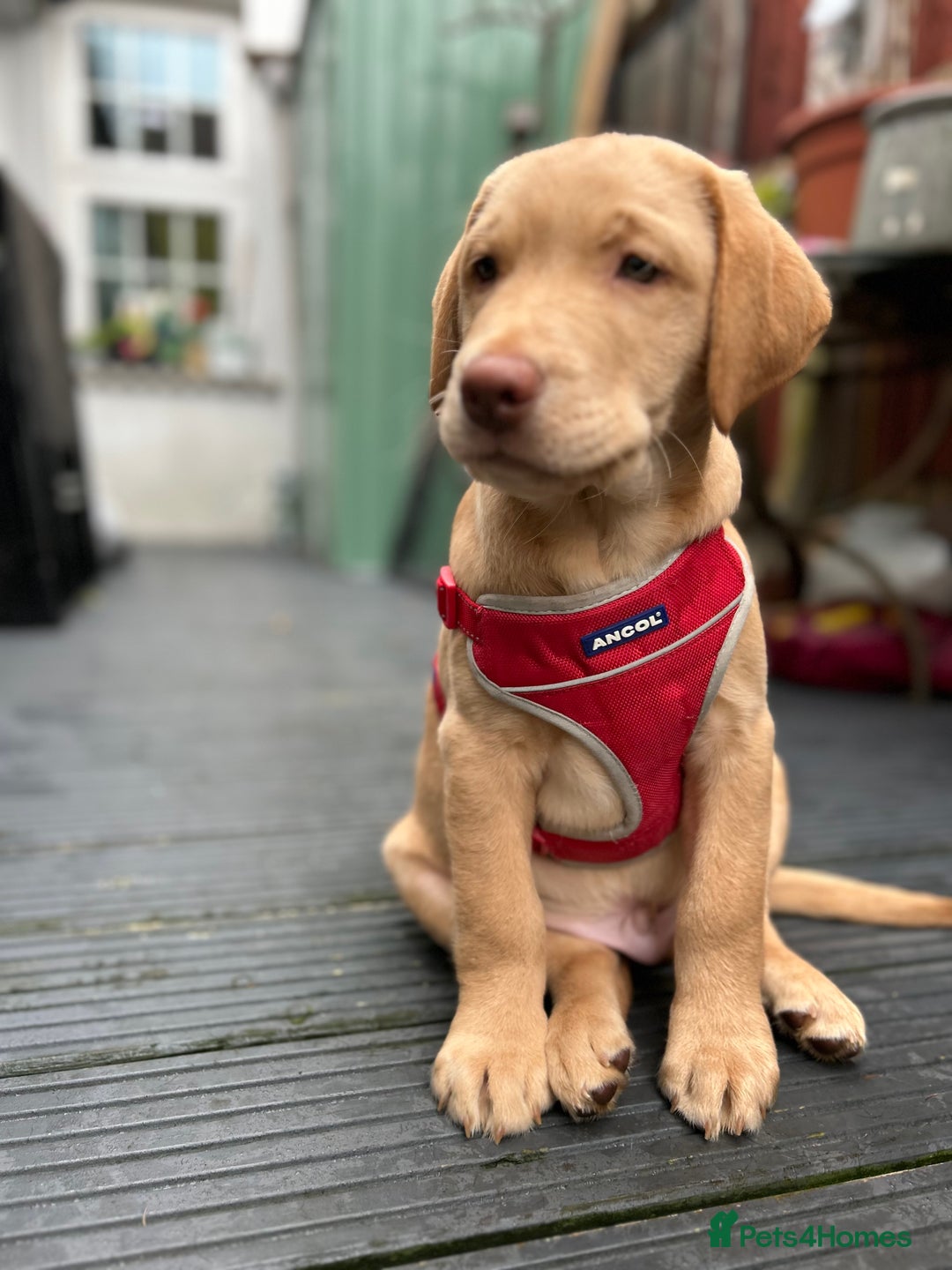 Labrador Retriever dogs for sale: PUPPY BOY LOOKING FOR FOREVER HOME   - Advert 18