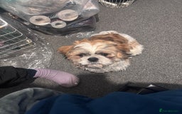 Shih Tzu dogs for stud: Beautiful male shih tzu for stud  - Image 4