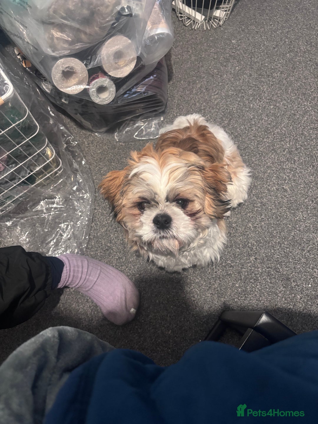 Shih Tzu dogs for stud: Beautiful male shih tzu for stud  - Image 4