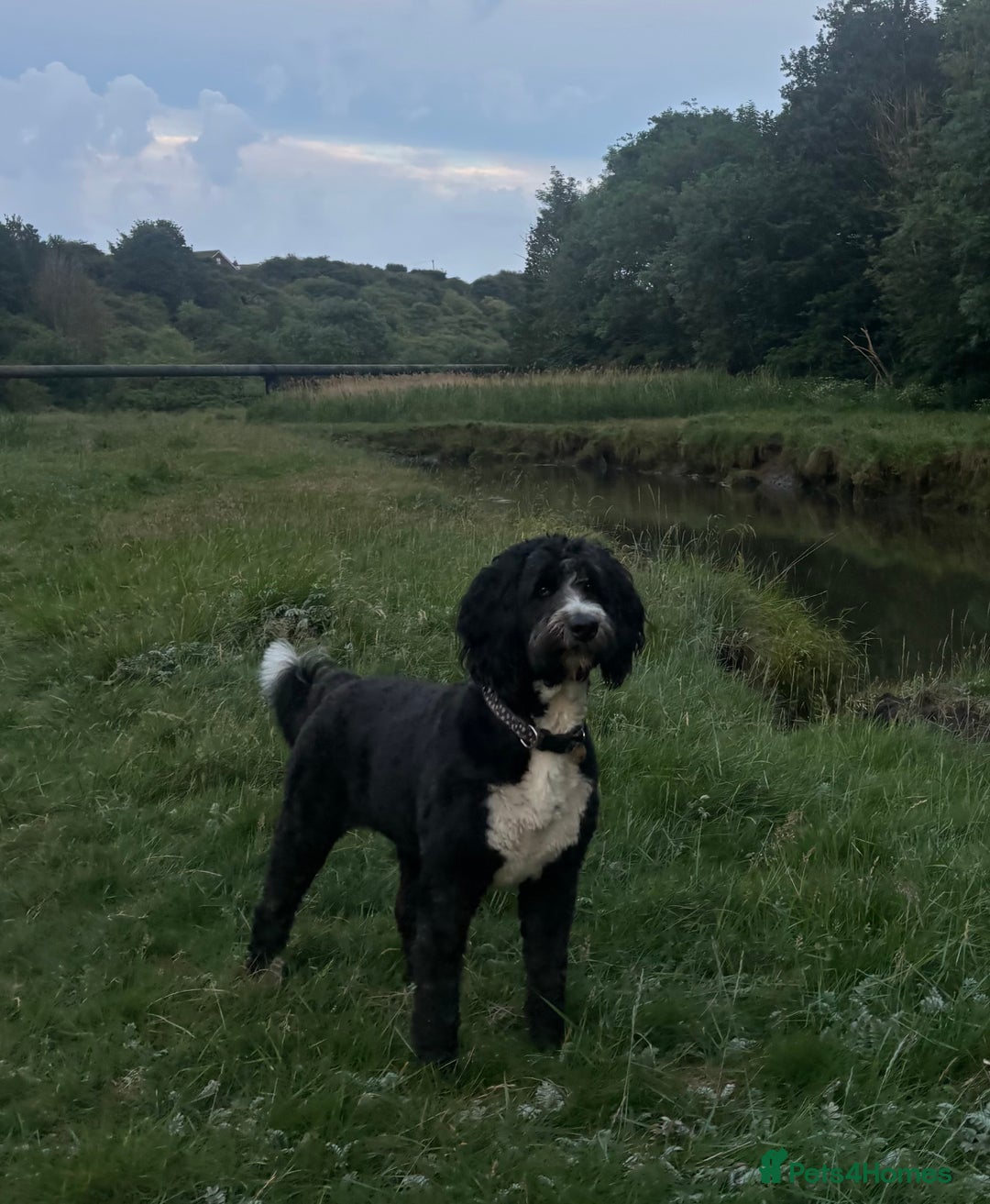 Bernedoodle dogs for sale: Expecting Litter End Feb 2026 - Newcastle  - Advert 9
