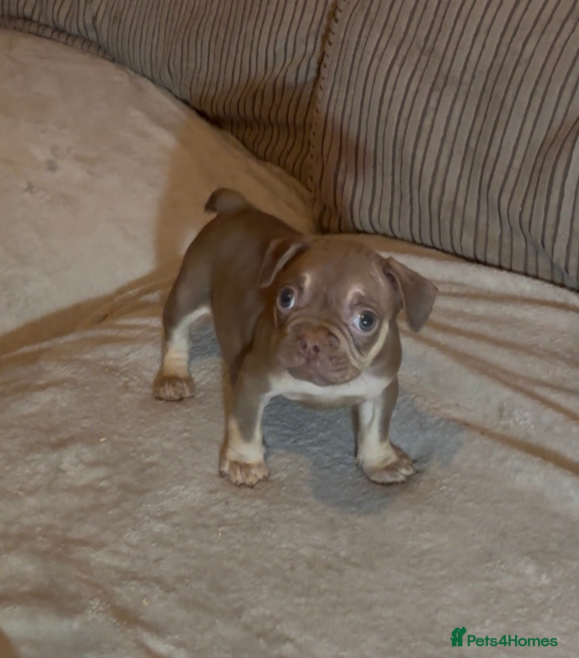 French Bulldog dogs Beautiful French bulldog Puppies 💪🏽 - Advert 6