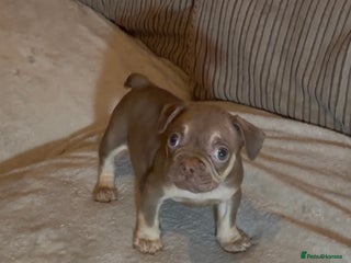 French Bulldog dogs Beautiful French bulldog Puppies 💪🏽 - Advert 6