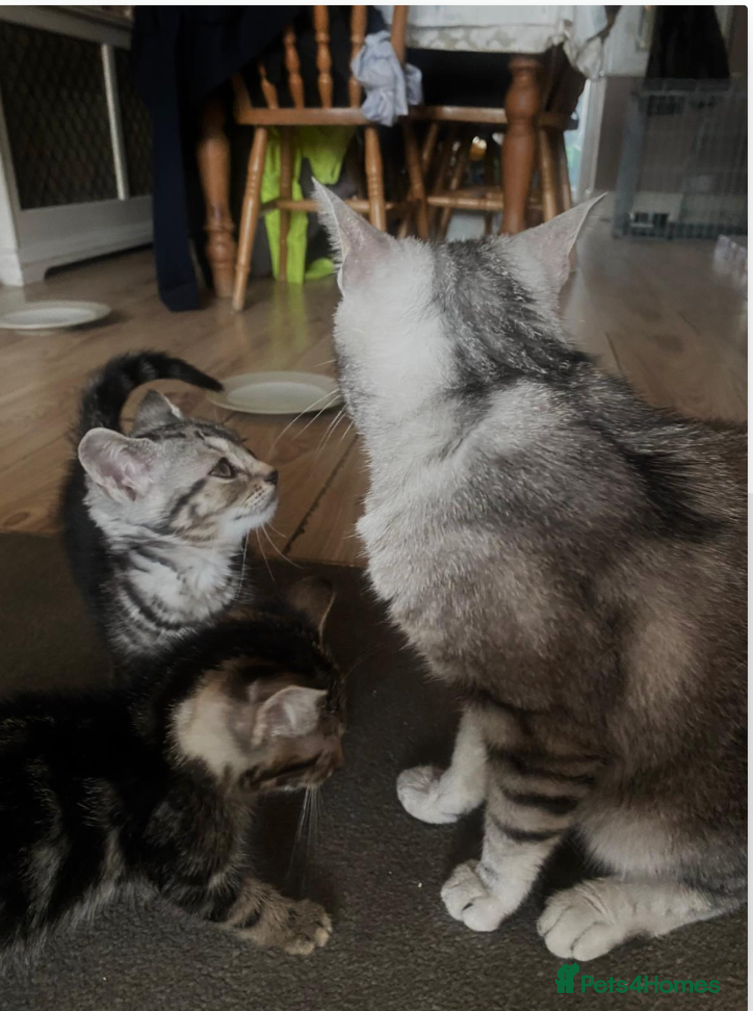 Mixed Breed cats for sale: 5 beautiful bengal cross kittens   - Image 9