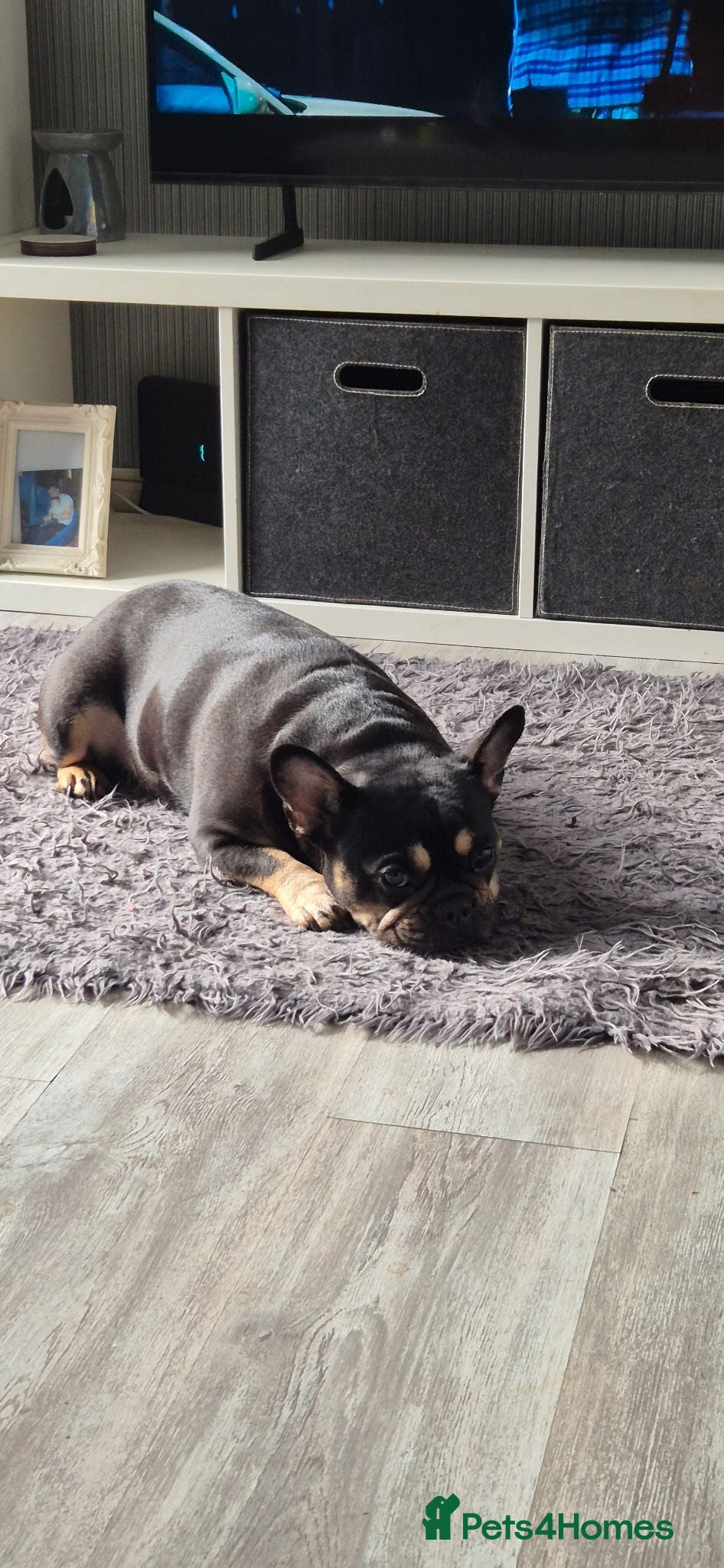 French Bulldog dogs Roxy (pedigree French bulldog) - Advert 8