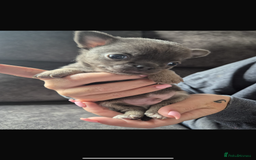 Chihuahua dogs for sale: 2 chihuahua puppies ready the 22/9/25  - Image 4