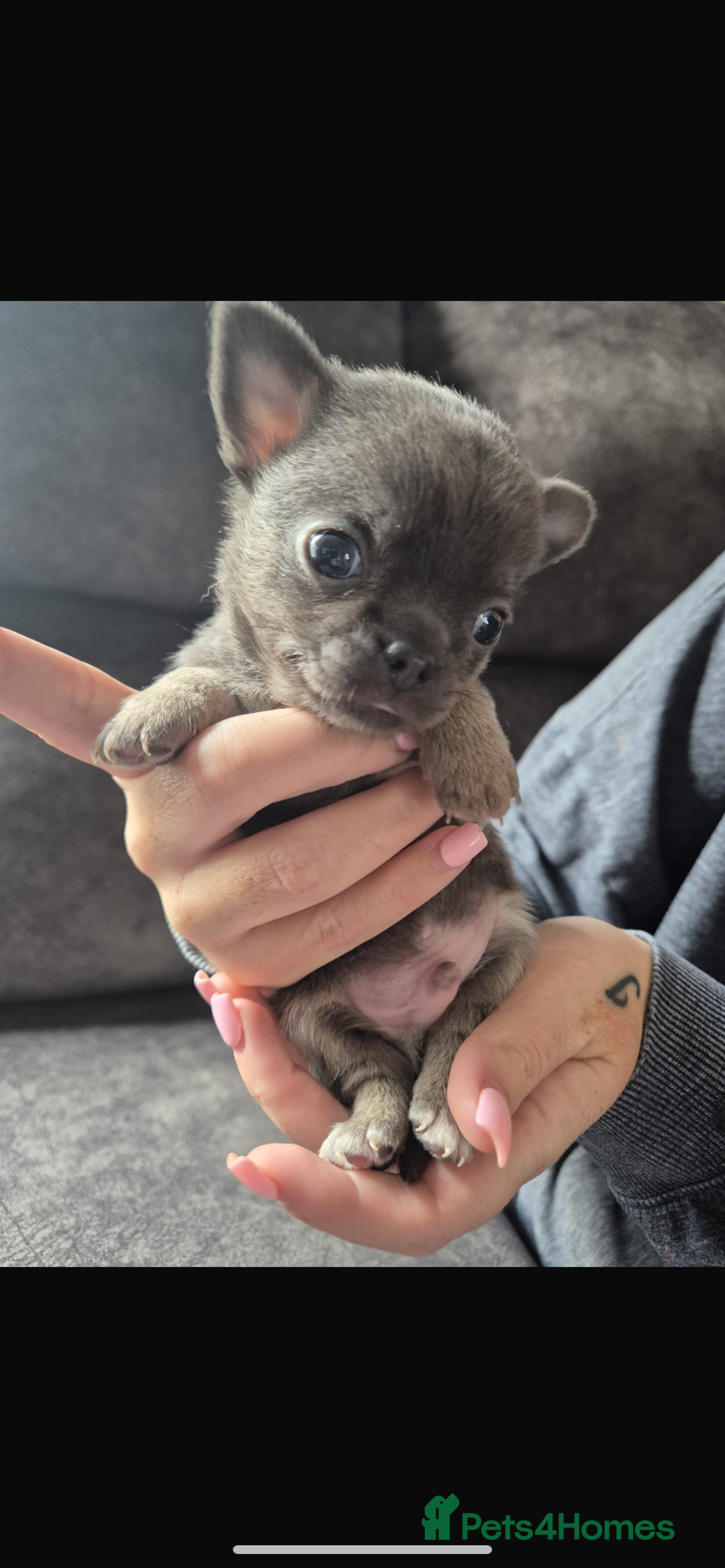 Chihuahua dogs for sale: 2 chihuahua puppies ready the 22/9/25  - Image 4