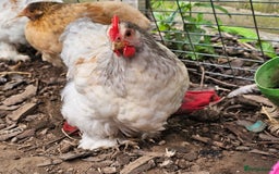 Chickens poultry for sale: ** Stunning friendly Pekin Cockerals available **  - Image 16