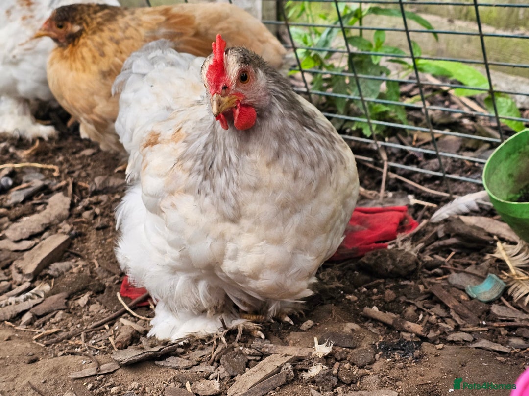 Chickens poultry for sale: ** Stunning friendly Pekin Cockerals available **  - Image 16