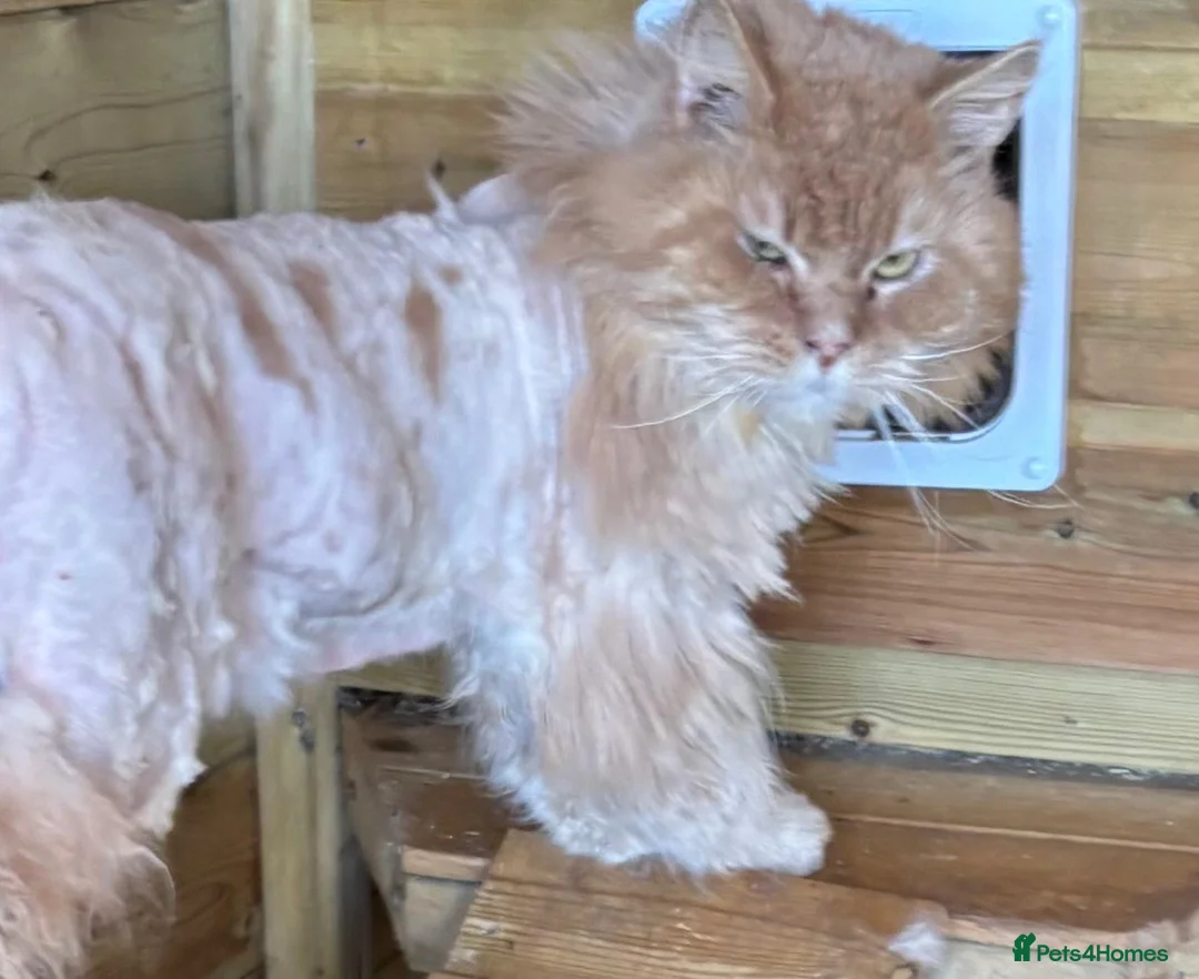 Maine Coon cats for sale: Adult male cream maine coon  - Advert 2