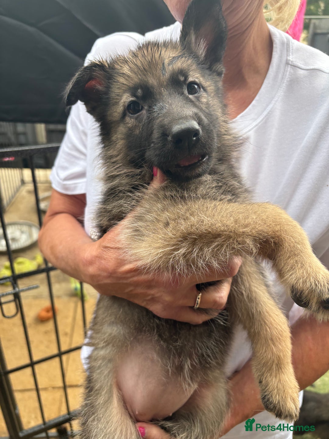German Shepherd dogs for sale: German Shepard puppies  - Image 2