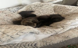 Mixed Breed cats for sale: 5 beautiful mixed kittens  - Image 8
