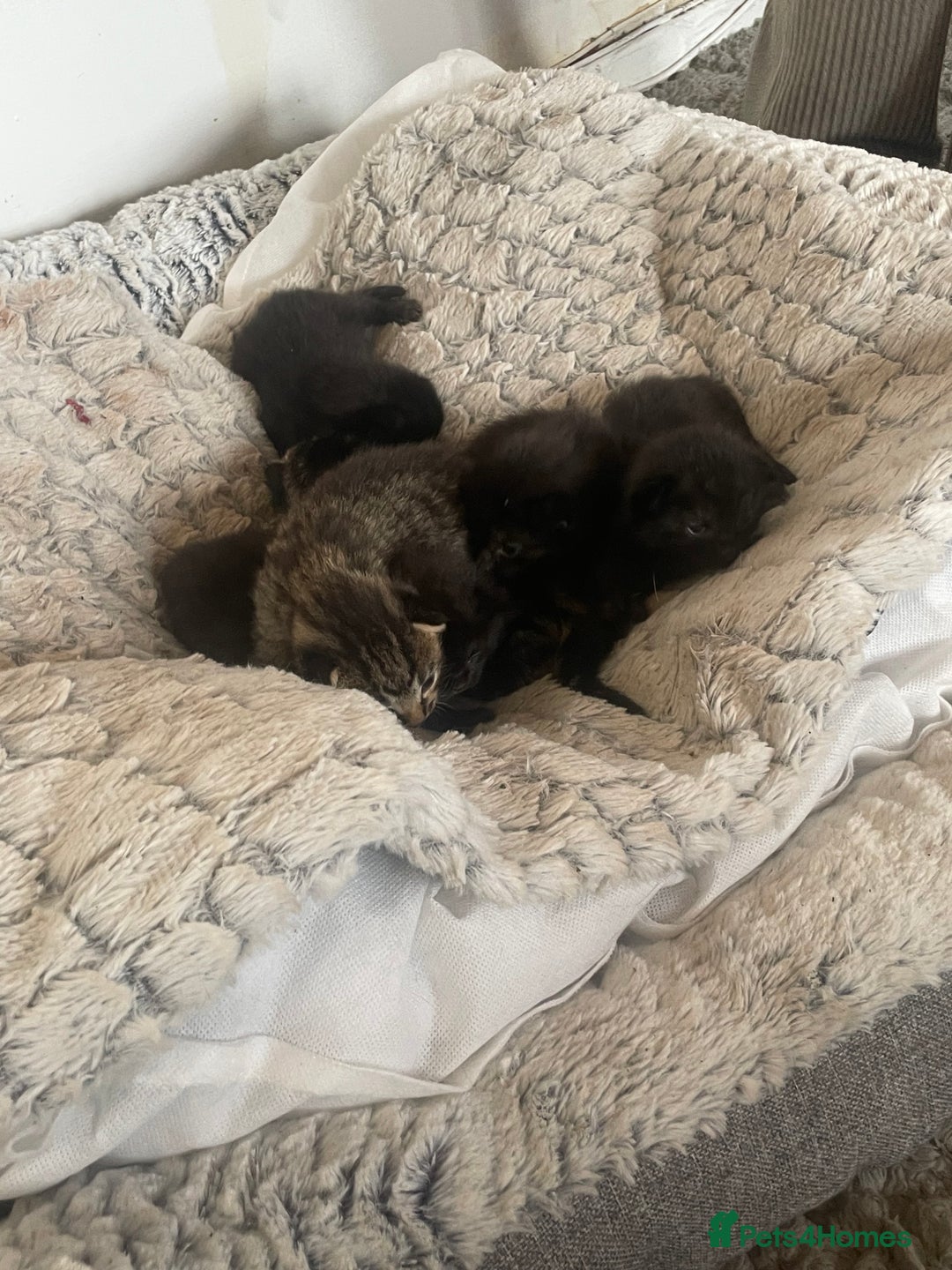 Mixed Breed cats for sale: 5 beautiful mixed kittens  - Image 8