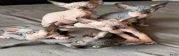 Sphynx cats for sale: Beautiful sphinx kittens  - Advert 15