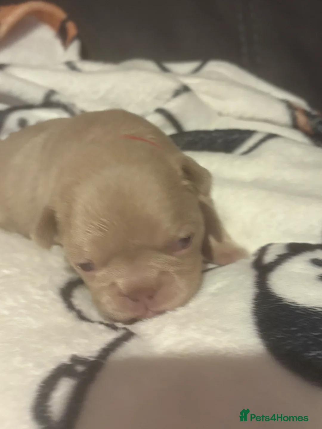 French Bulldog dogs for sale: K C registered beautiful French bulldogs  - Advert 9