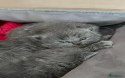 British Shorthair cats for sale: Adorable British shorthair kittens  - Image 12