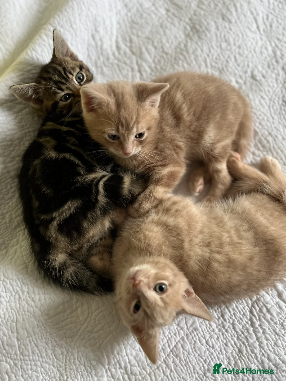 British Shorthair cats for sale: British Shorthair kittens for sale - Advert 2