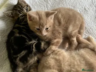 British Shorthair cats British Shorthair kittens for sale - Advert 1