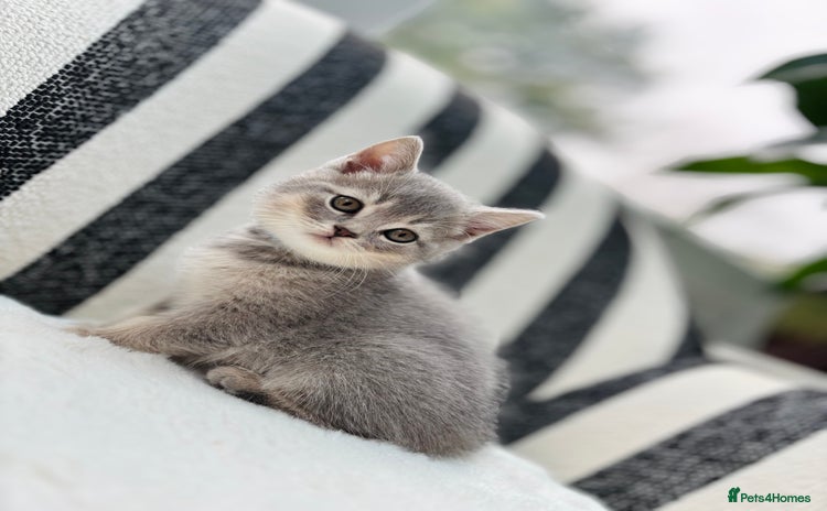 British Shorthair cats - Advert 14
