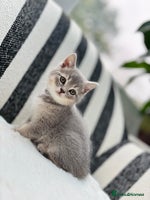 British Shorthair cats - Advert 11