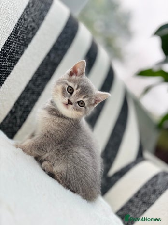 British Shorthair cats - Advert 3