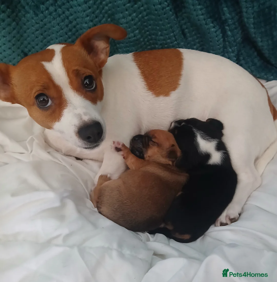 Jack Russell dogs for sale: Jack russell  - Advert 1