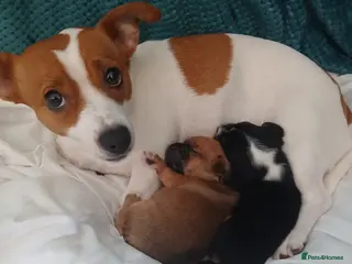 Jack Russell dogs Jack russell - Advert 1