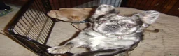 French Bulldog dogs for sale: French bulldog in Preston - Advert 5