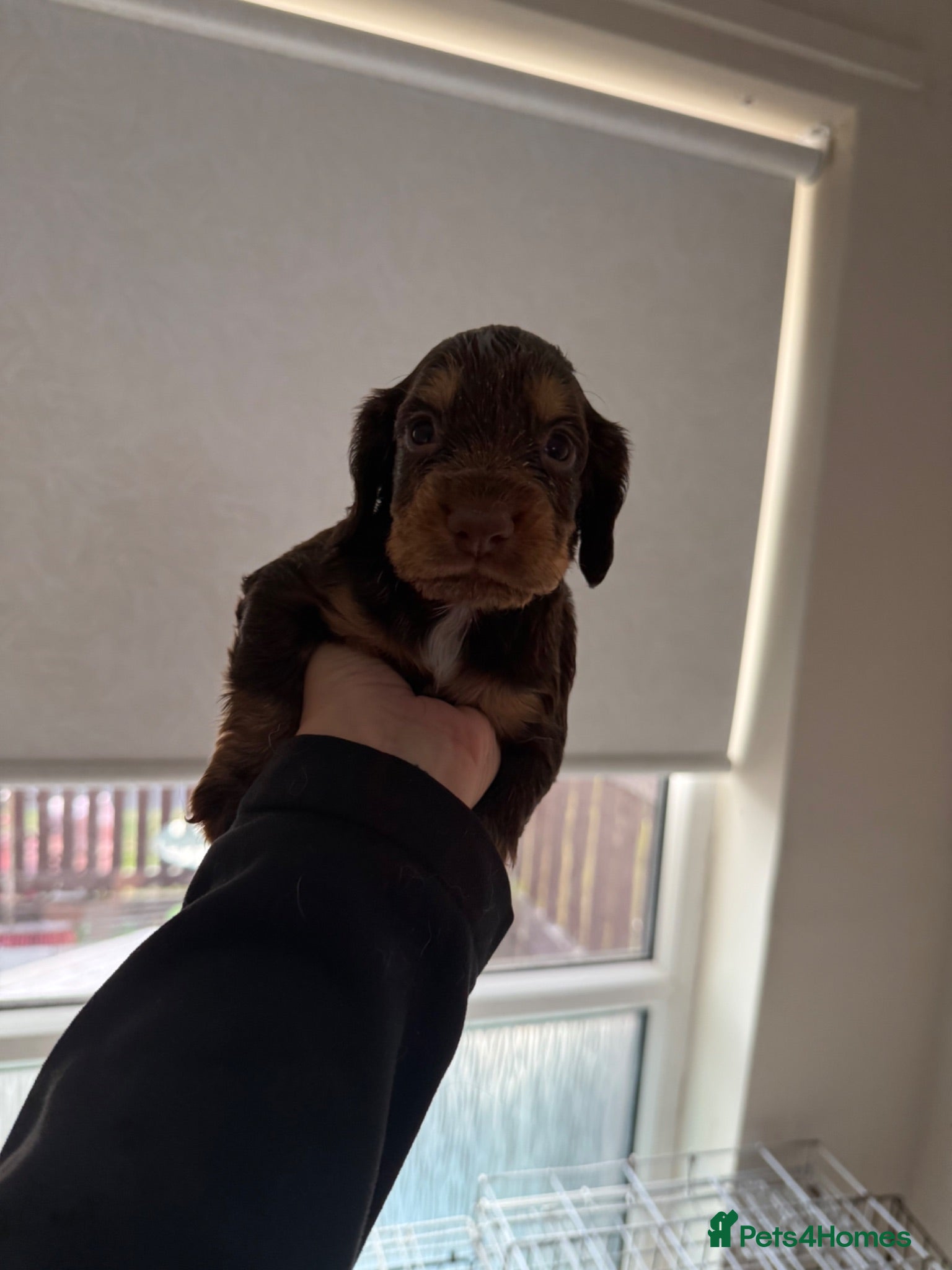 Cocker Spaniel dogs Cocker Spaniel - Advert 7