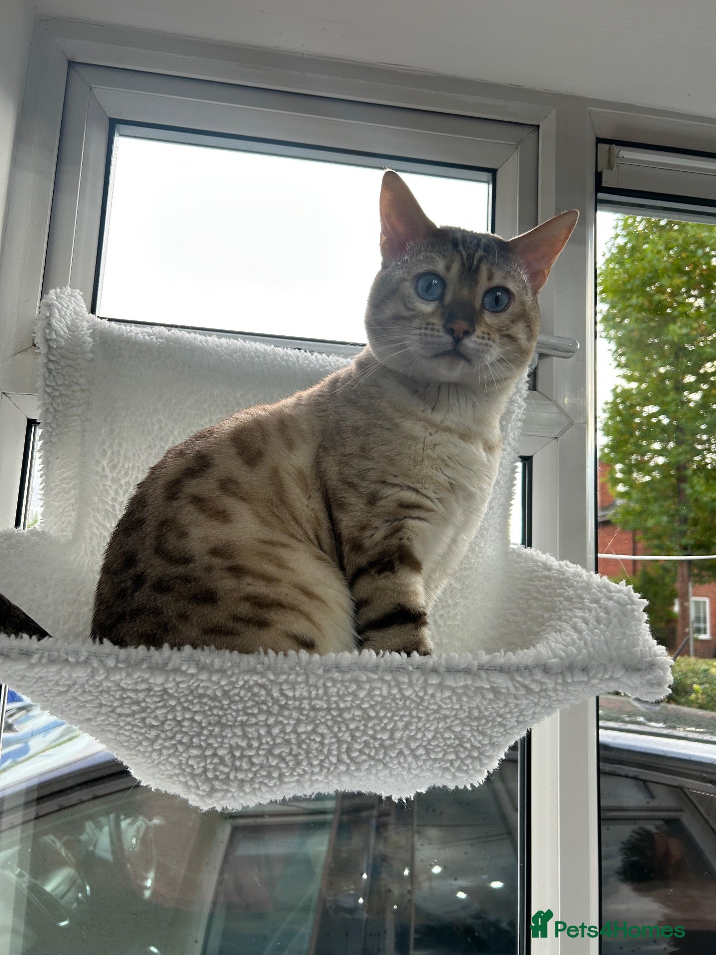 Bengal cats for stud: Beautiful bengal for stud - Advert 22