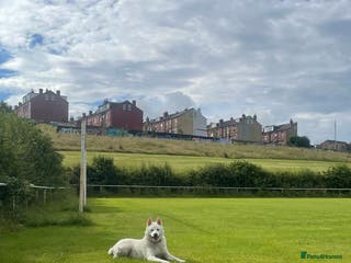 Japanese Akita Inu dogs Female Japanese Akita - Advert 1