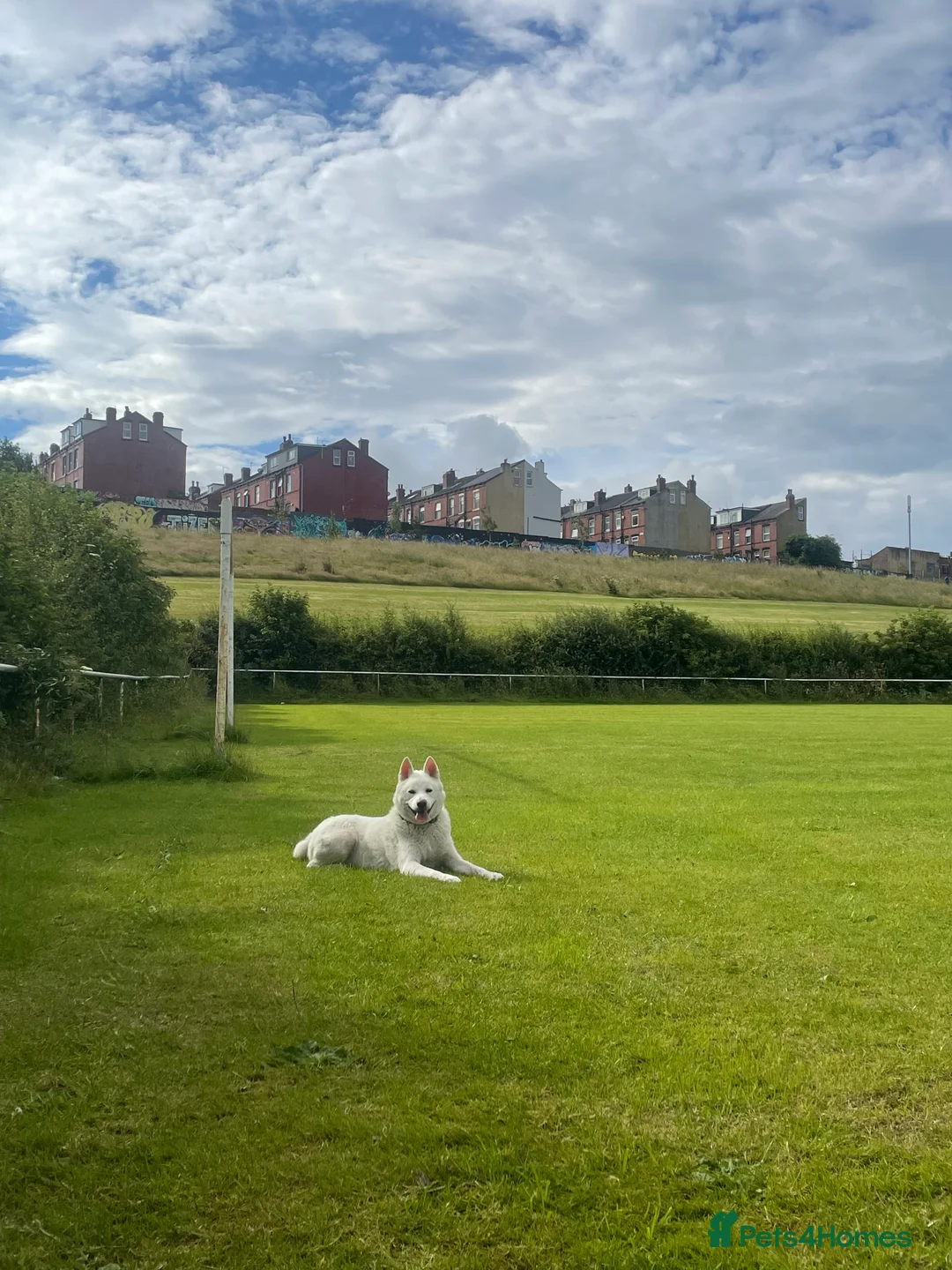 Japanese Akita Inu dogs for sale: Female Japanese Akita - Advert 1
