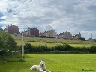 Japanese Akita Inu dogs Female Japanese Akita - Advert 7