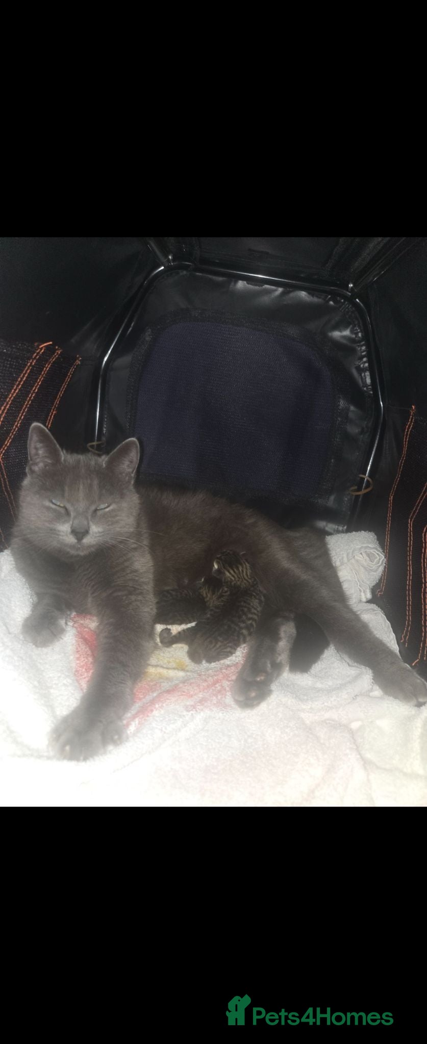 Mixed Breed cats 1 beautiful boy kitten  - Advert 2