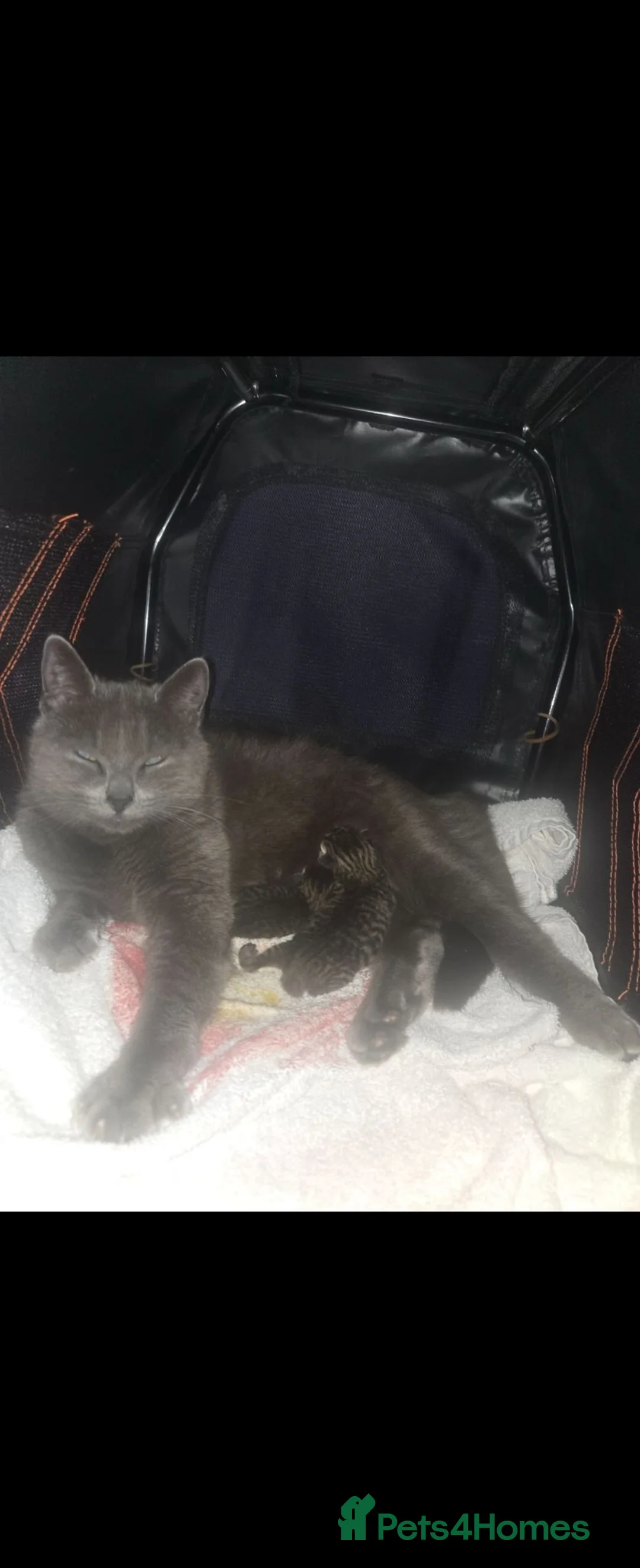 Mixed Breed cats for sale: 1 beautiful boy kitten  - Advert 1