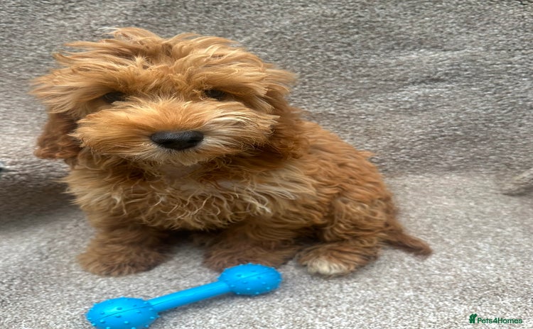 Cockapoo dogs - Advert 2