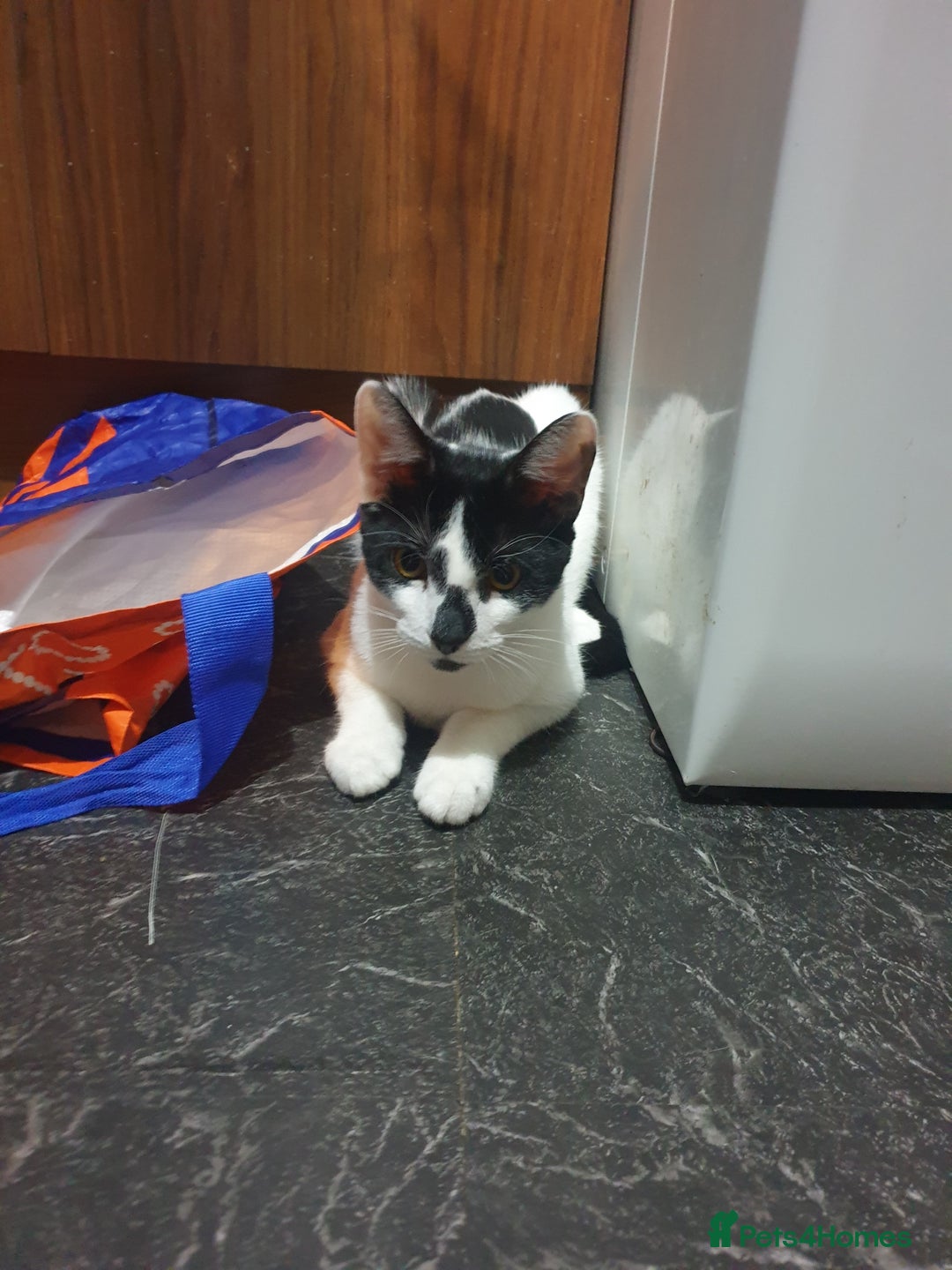 Domestic Shorthair cats for sale: Gorgeous boy looking for his forever family . - Advert 2