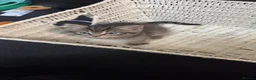 Mixed Breed cats for sale: Kittens - Advert 15