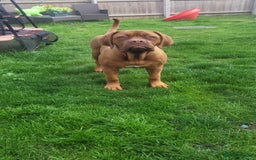 Dogue De Bordeaux dogs for sale: 7 month old Dogue de Bordeaux  - Image 5