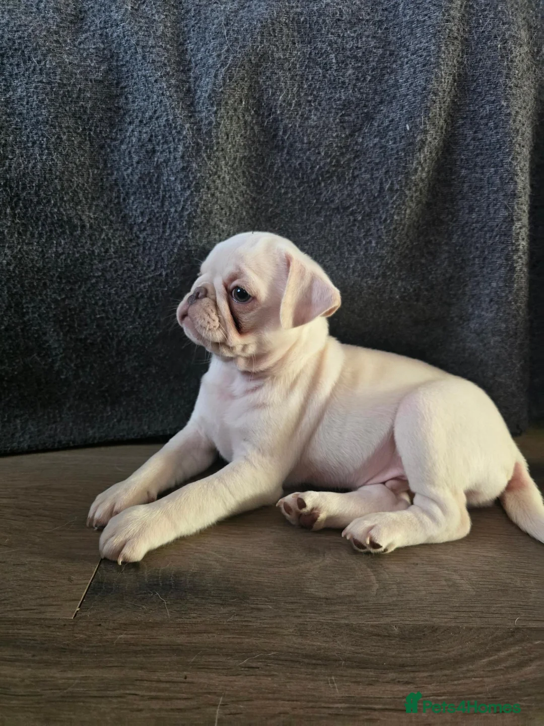 Pug dogs for sale: Kc registered Pug puppies  - Advert 2