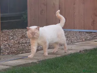 British Shorthair cats Cream of la crop! Blood group B. GCCF/TICA reg - Advert 5