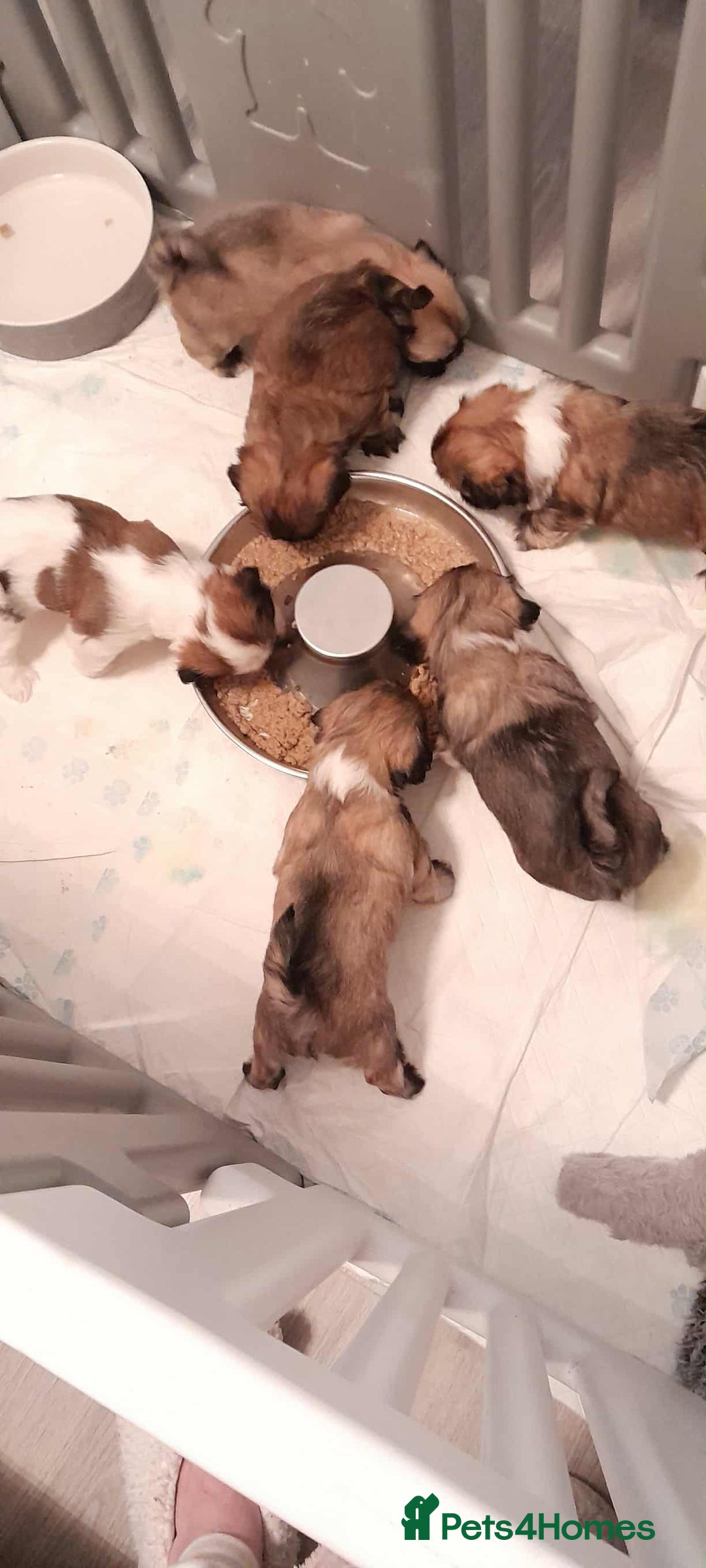 Lhasa Apso dogs for sale: Beautiful KCreg Lhasa Apso - Image 6
